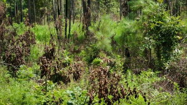 Армия США тестирует новый маскировочный костюм для снайперов