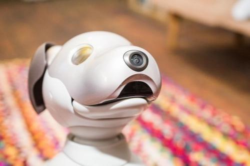 Yes, the robot dog ate your privacy Yes, the robot dog ate your privacy