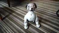 Yes, the robot dog ate your privacy Yes, the robot dog ate your privacy